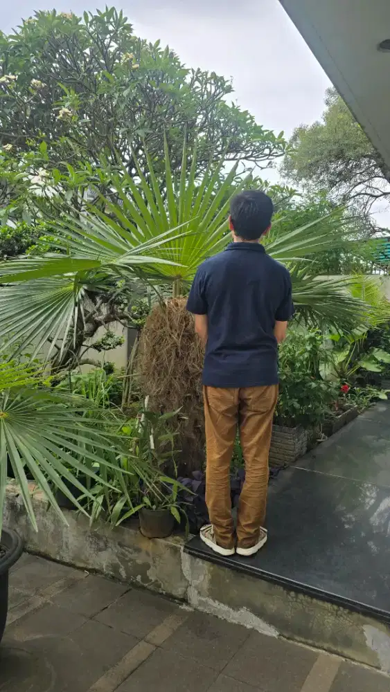 Pohon langka palem jenggot