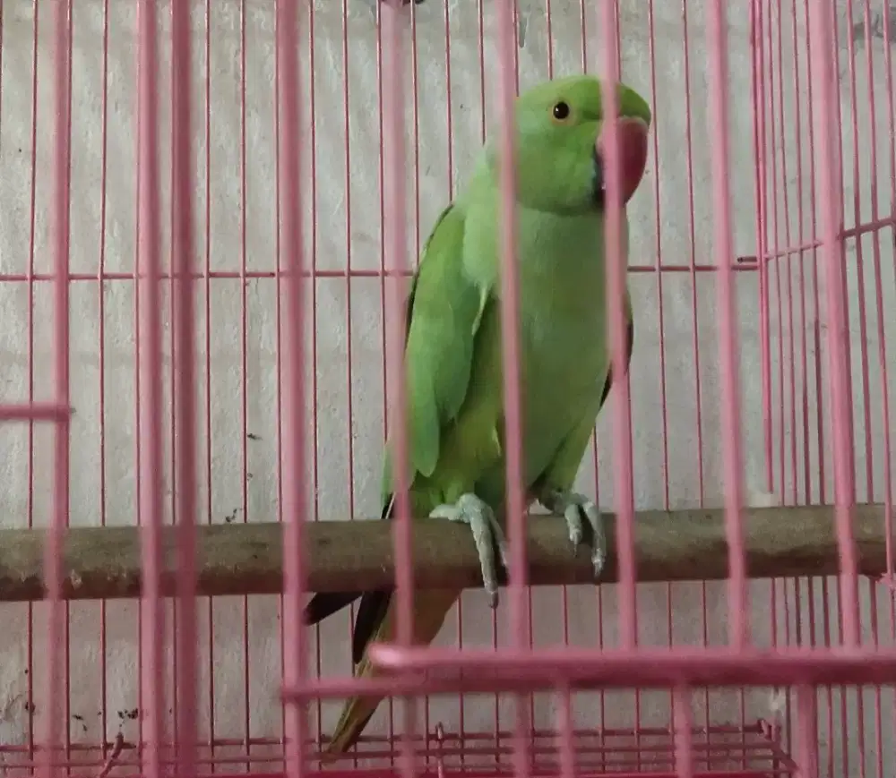 Indian ring neck indian ringneck irn conure
