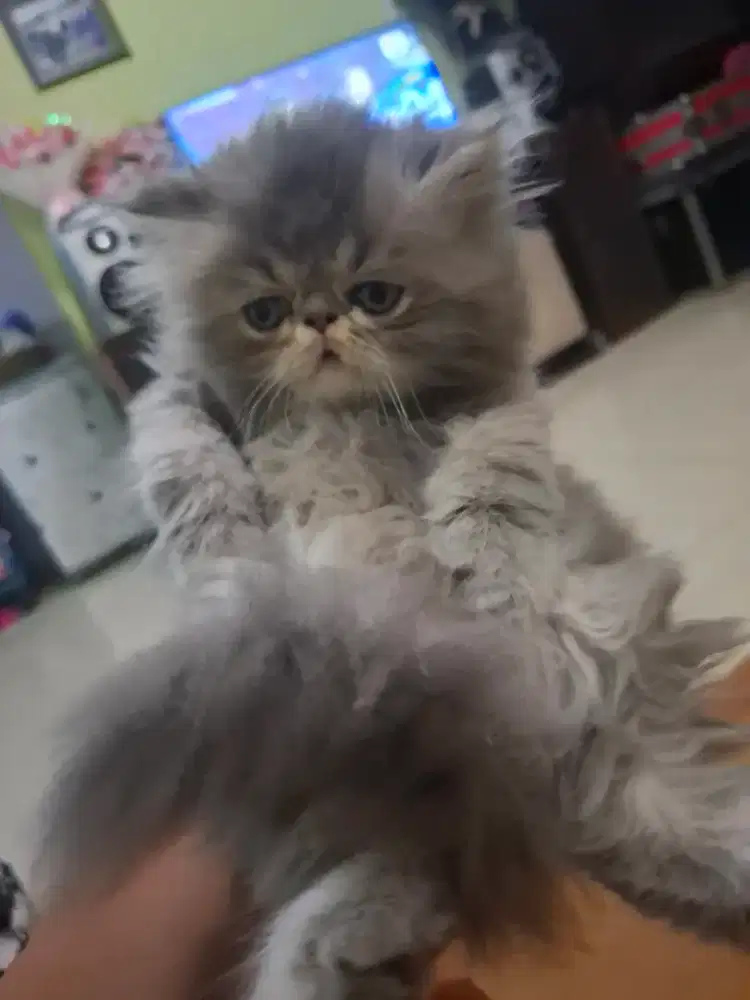 Kucing peaknose abu abu