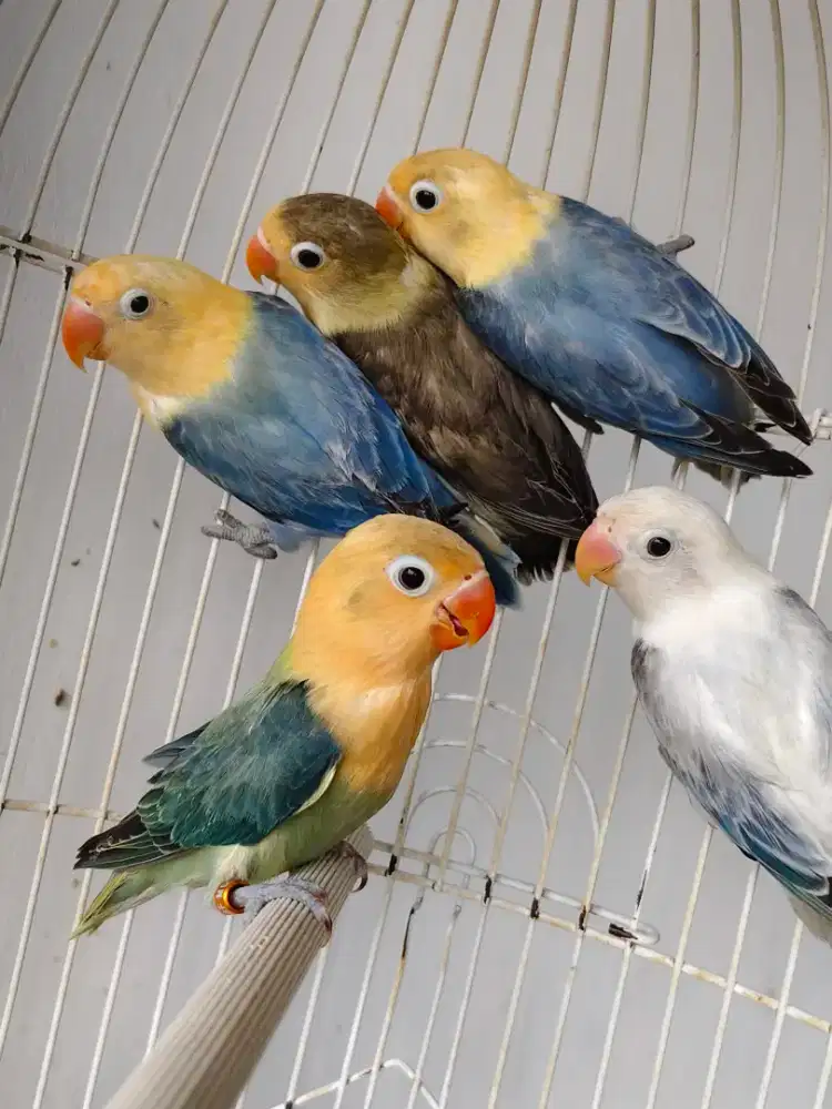 Burung Lovebird cantik