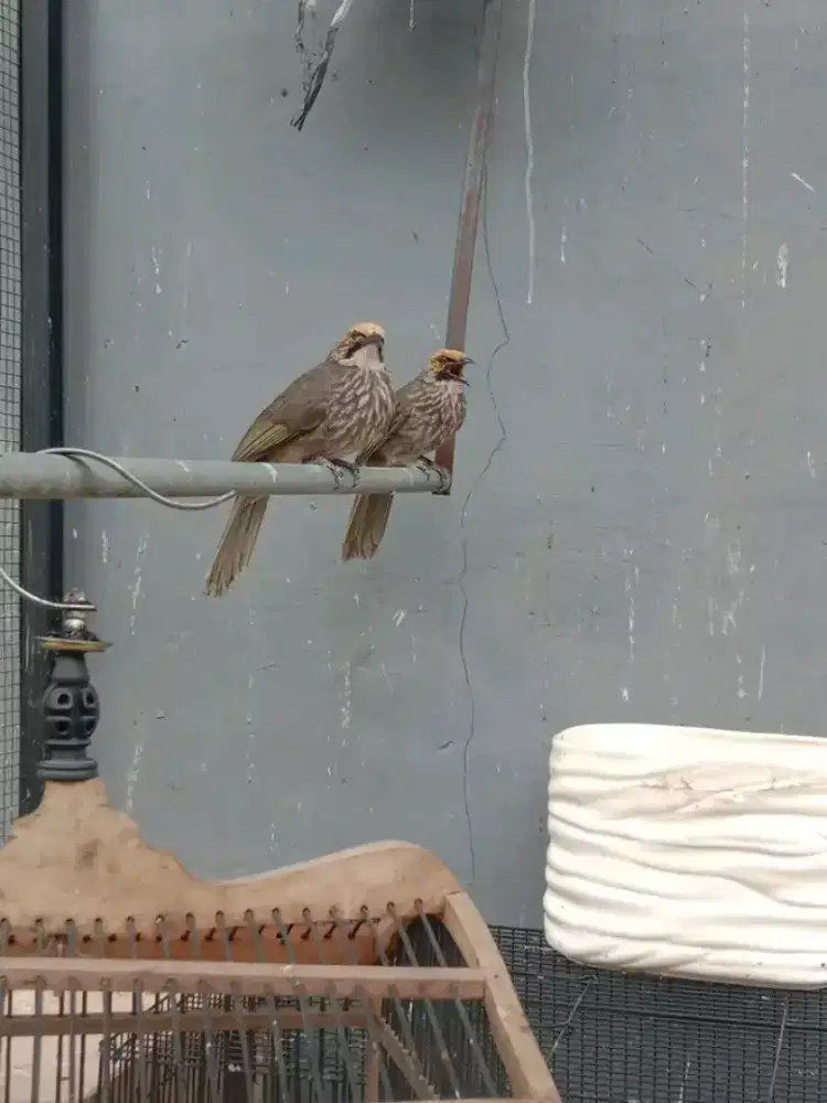 Di jual cepat sepasang burung cucak rawa/cucak rowo sudah 3x produksi