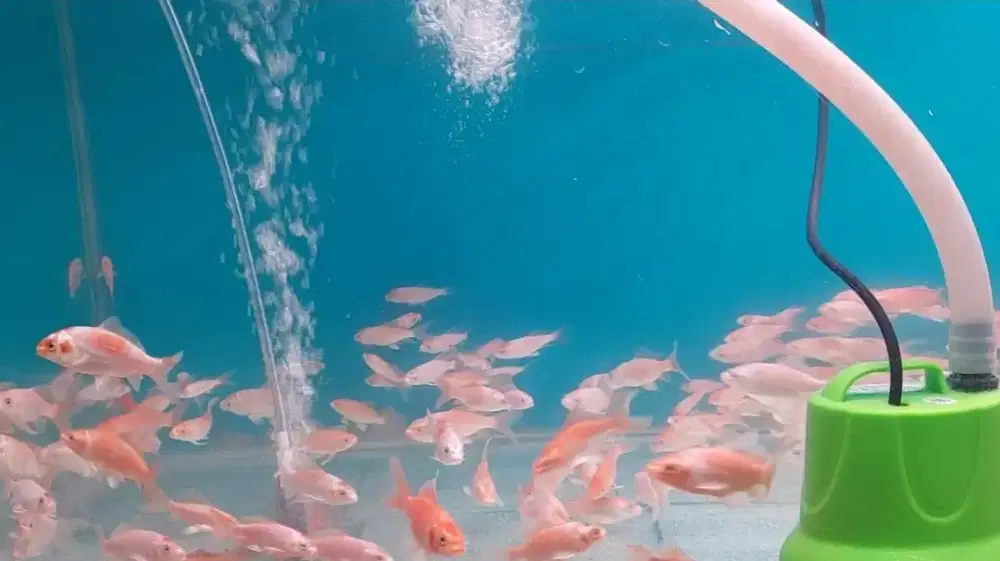 Ikan butterfly koi import