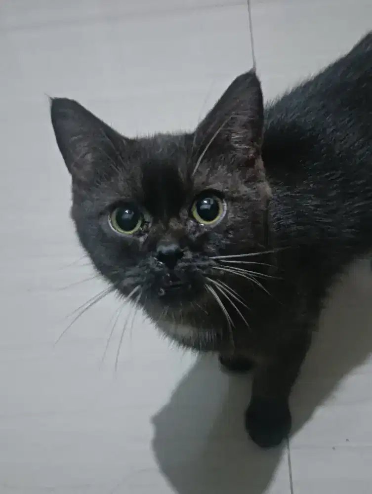 kucing british short hair