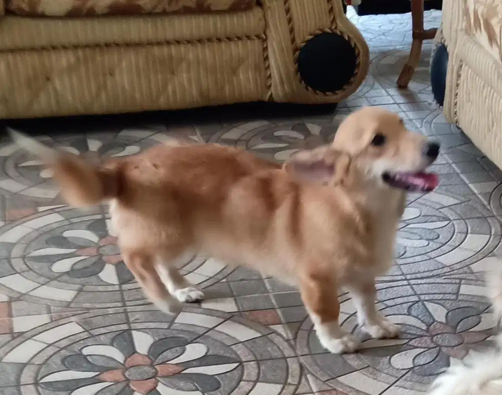 Corgi Stambum Lover