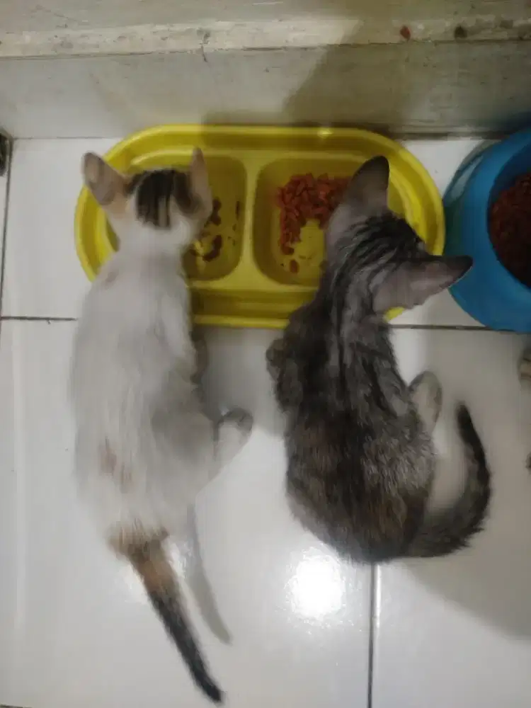 Anakan kucing 1bln betina