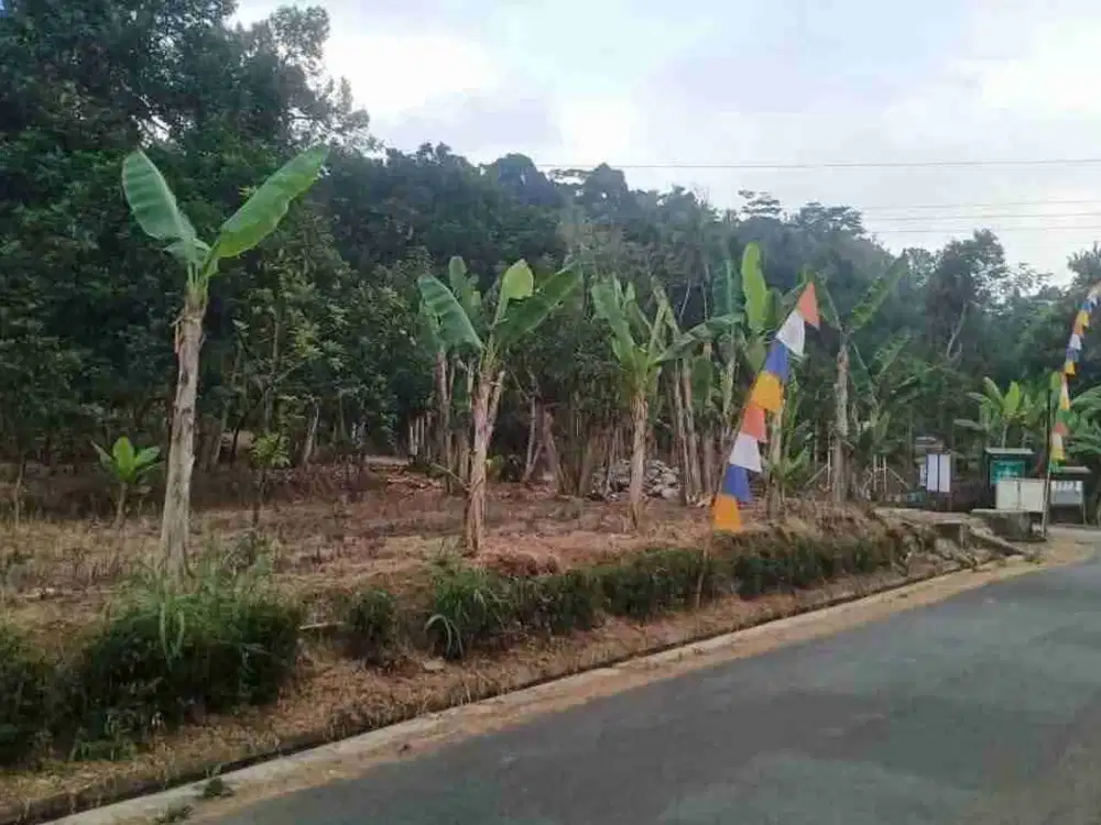 TANAH 1725M PEKARANGAN TERMURAH DI BOROBUDUR COCOK UNTUK VILLA DAN HOMESTAY