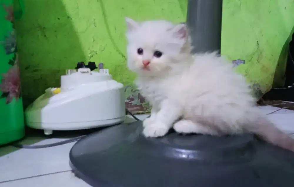 Kitten kucing ragdoll Munchkin ns ( tidak cebol )