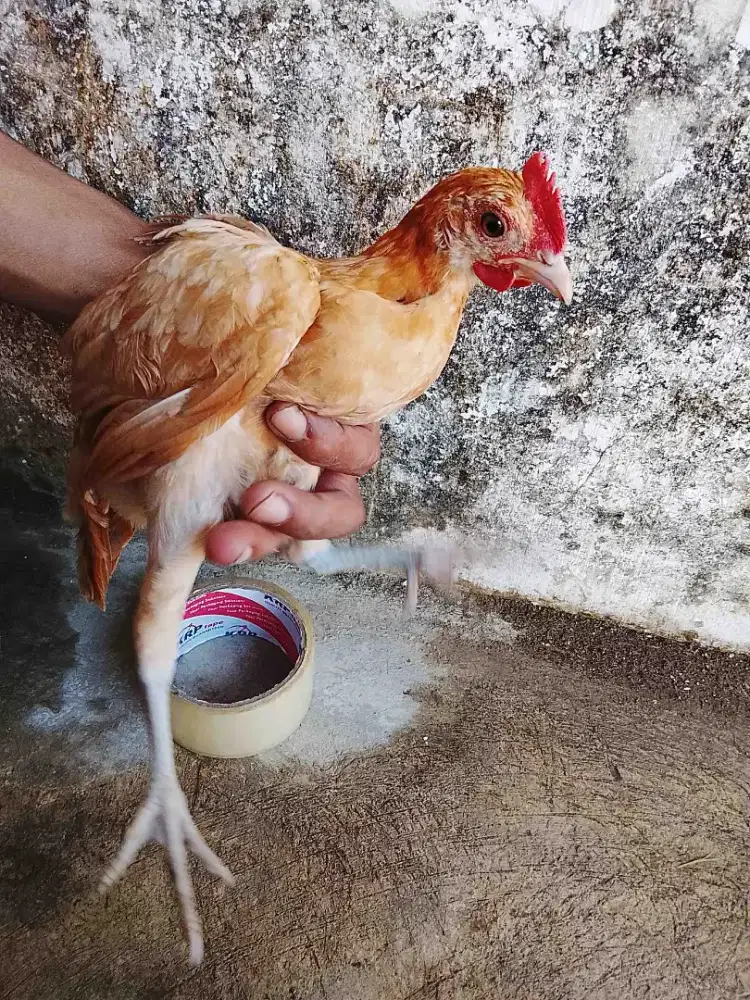 AYAM ELBA 3BULAN