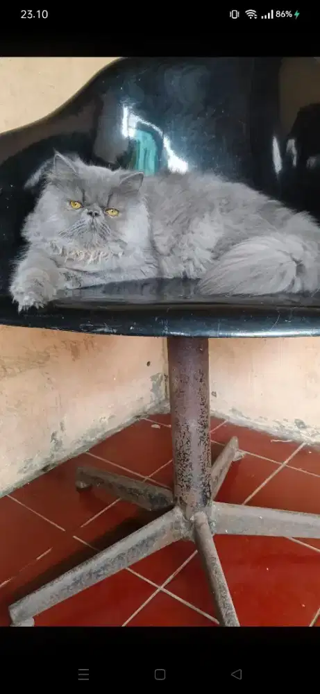 Persian peaknose blue solid super cakep