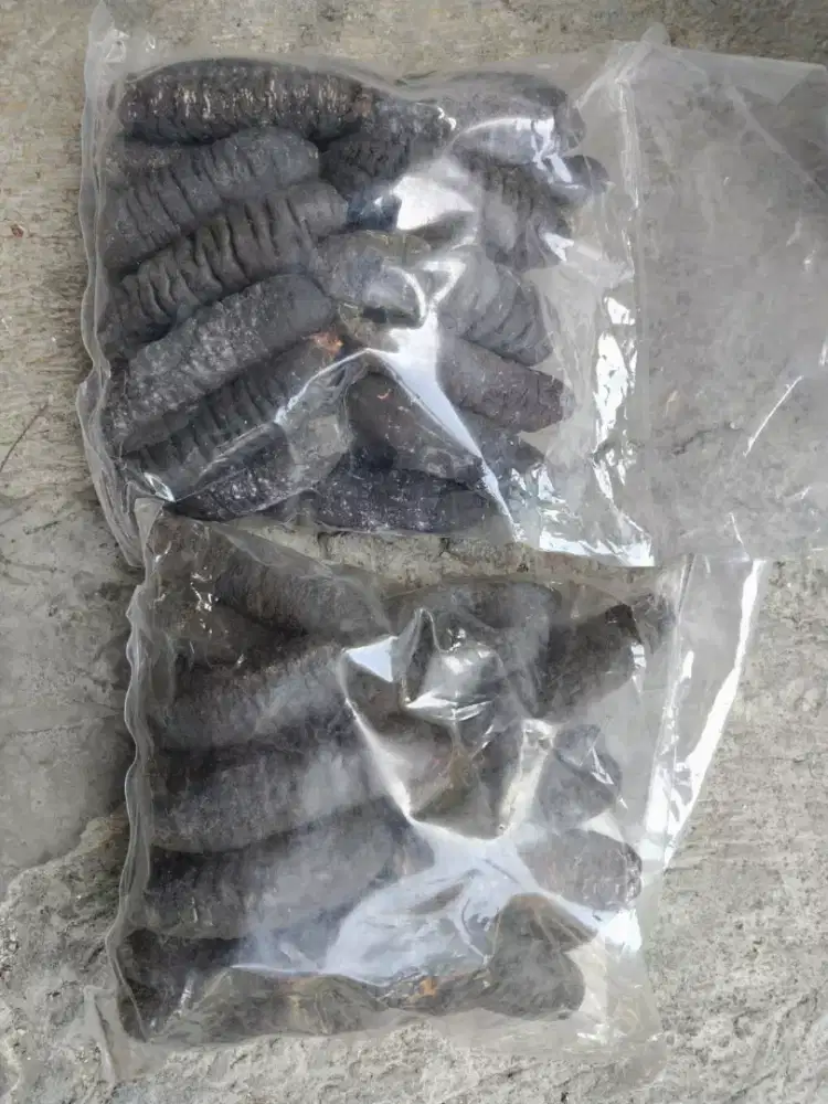 Teripang gosok kering