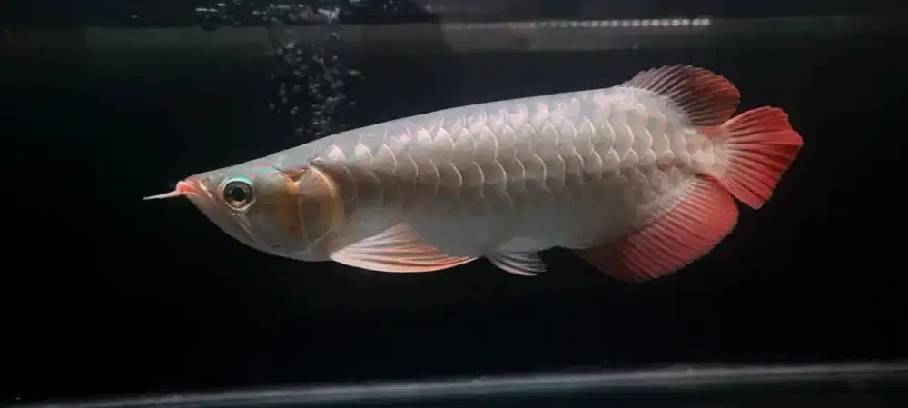 ikan arwana super red