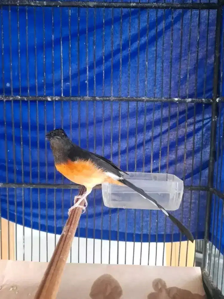 murai batu medan betina siapan ekor 17cm