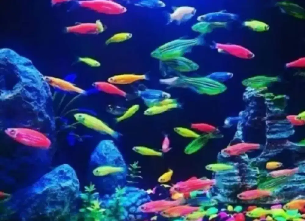 Ikan danio warna mix isi 100 hiasan akuarium