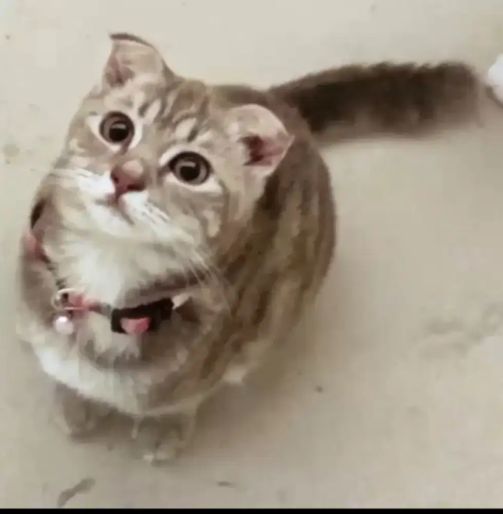 Scottish Fold Chantiknya
