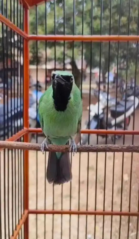 Burung trucuk gacor