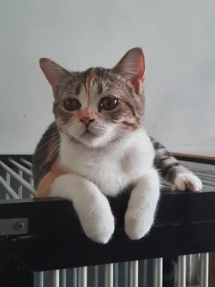 Lepas adopt kucing mix Exo vs Scottish