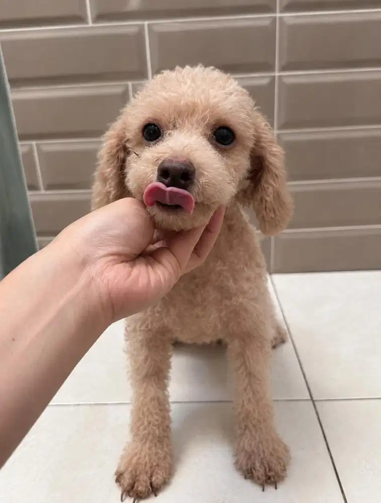 POODLE BETINA FAWN