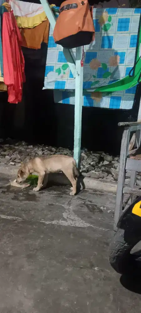Anak anjing sehat