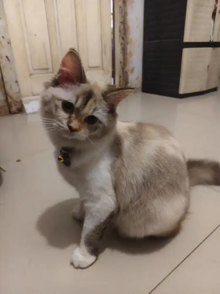 Kucing Ras Ragdoll