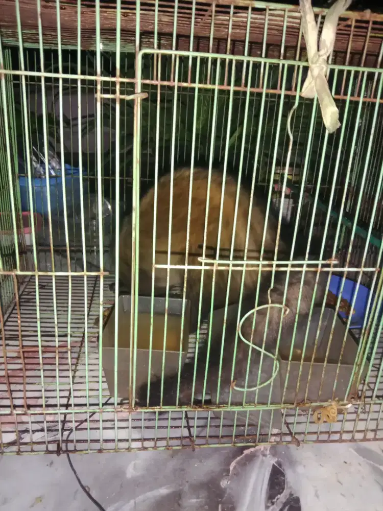 Bismillah dijual musang
