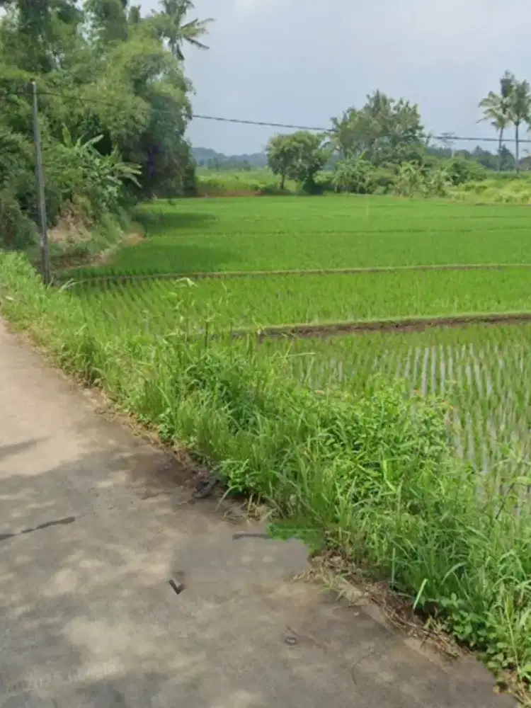 Tanah di jual cepat lokasi di desa rahong cianjur