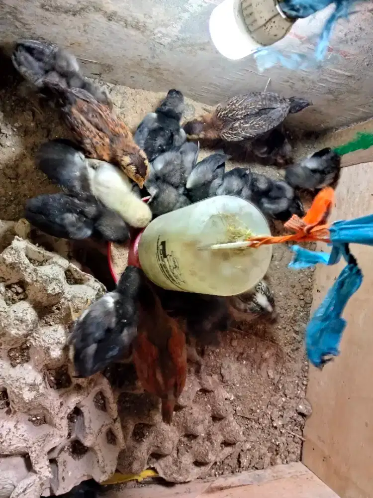 Doc ayam kampung asli