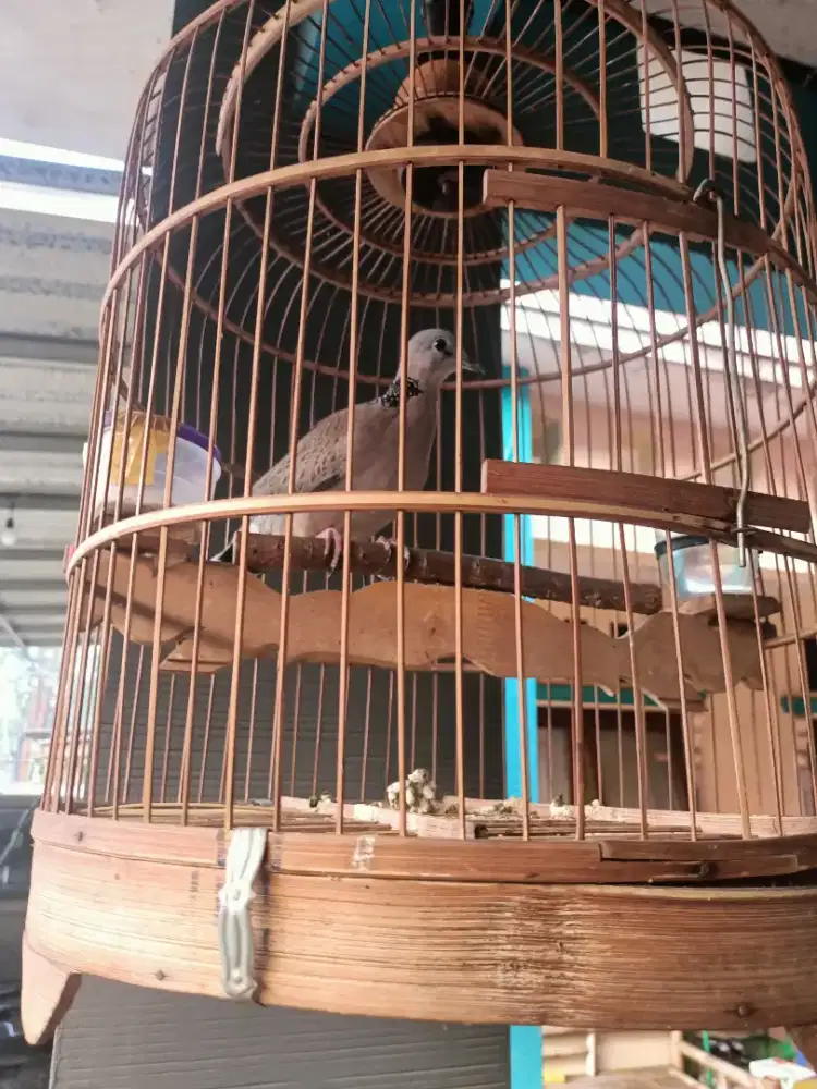 Burung tekukur derkuku Kelantan