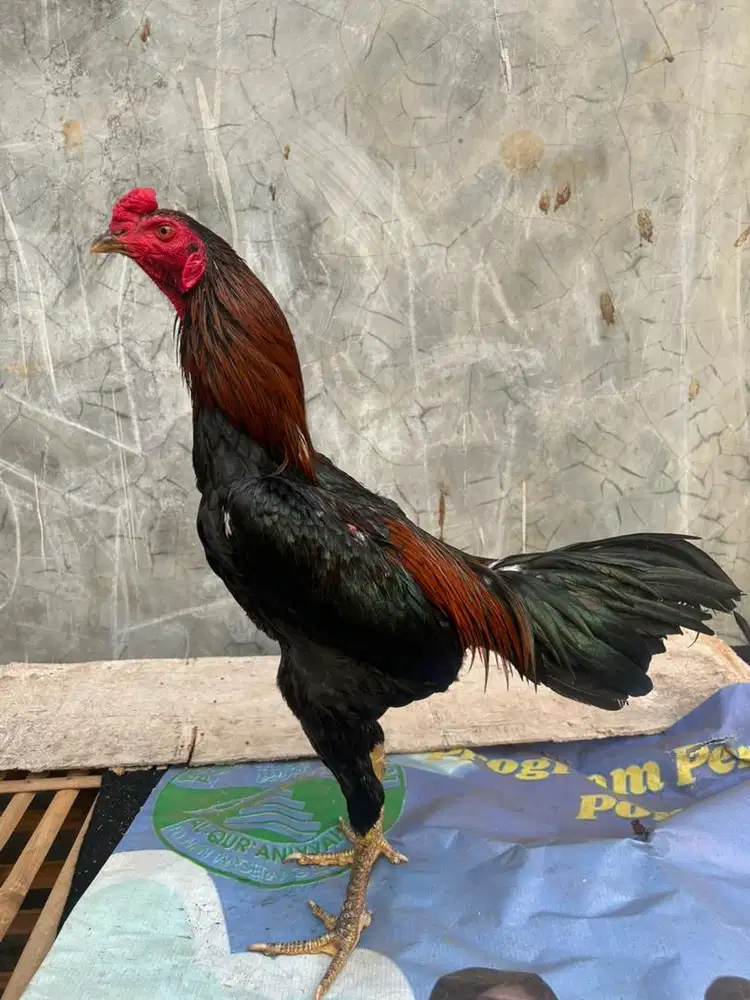 Ayam bangkok klasik