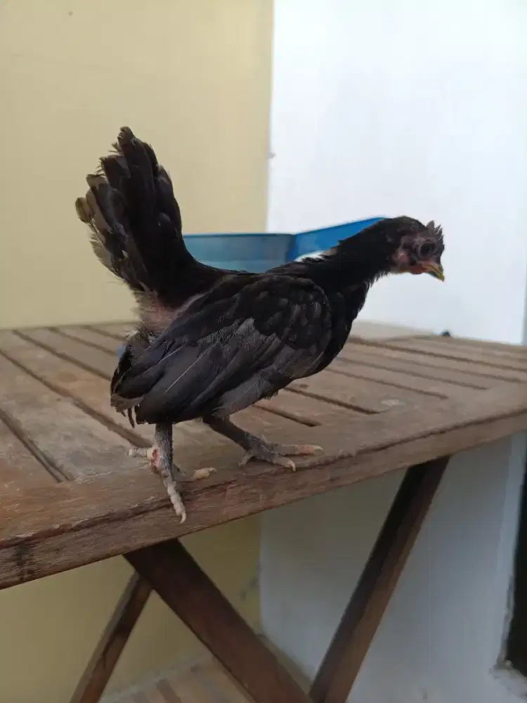 Ayam kate anakan ori