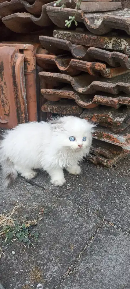 Kucing Scottish fold bulu panjang