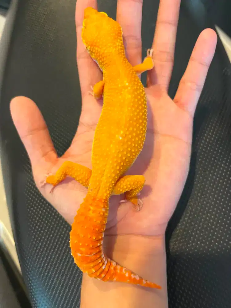 Gecko Sunglow Dewasa