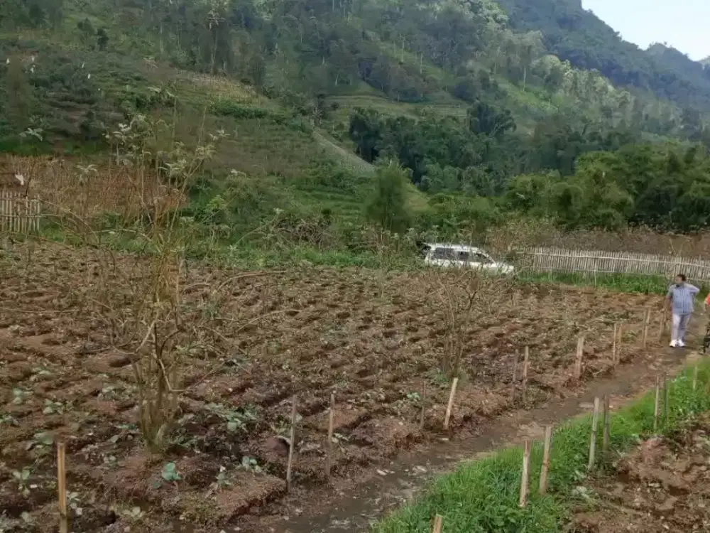 Kebun datar view bagus