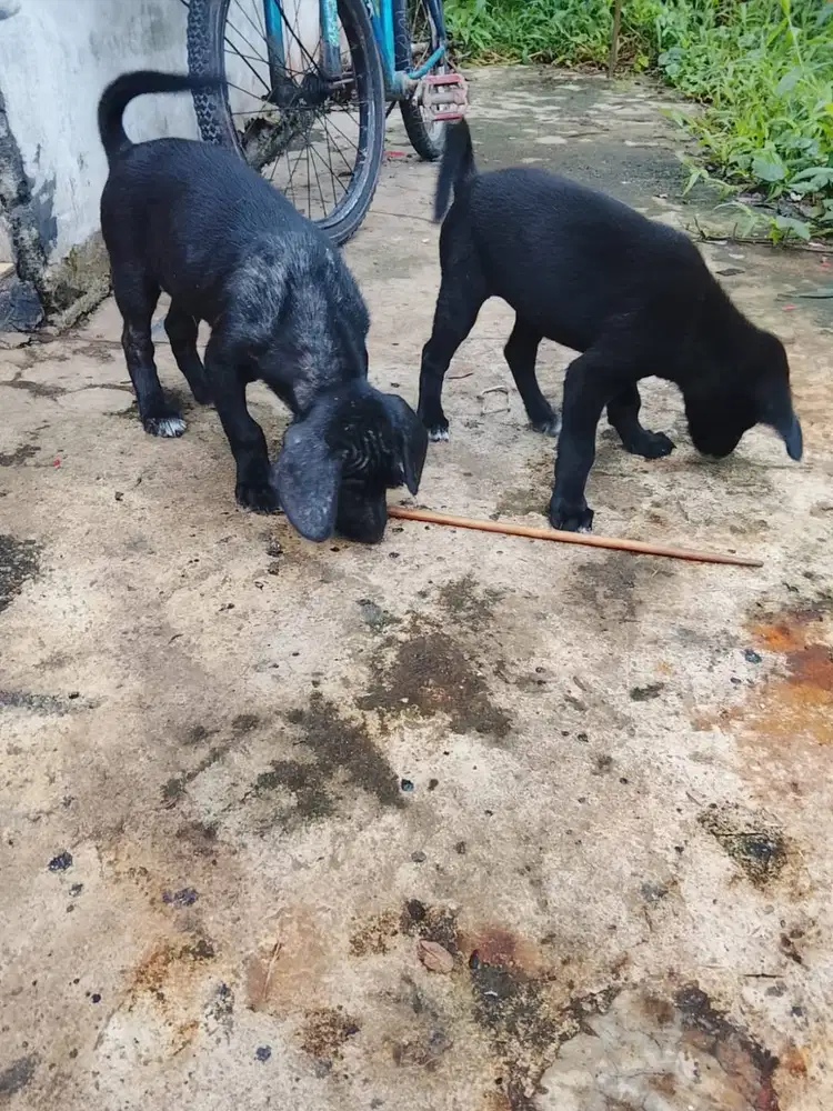 Full black Anak anjing kampung sepasang