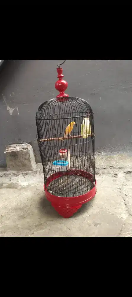 burung kenari AF fullset gacor bisa dikirim