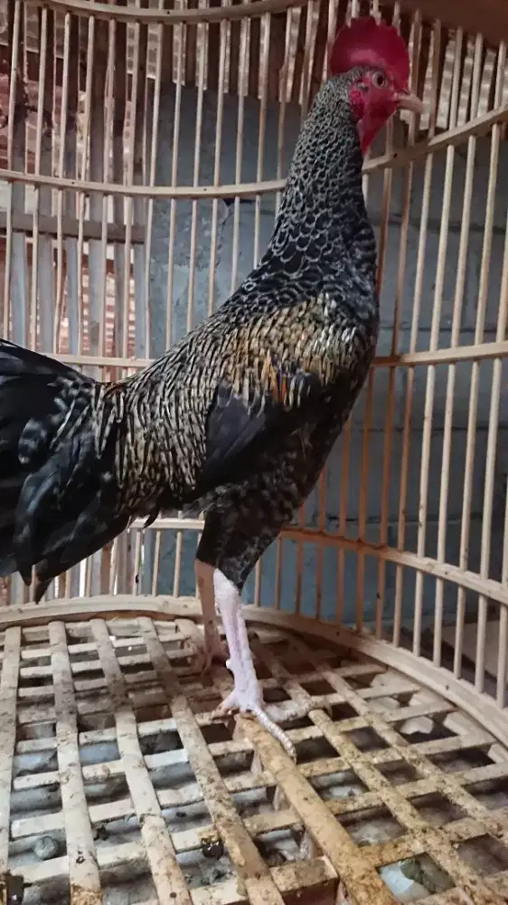 Ayam Bekisar Muda