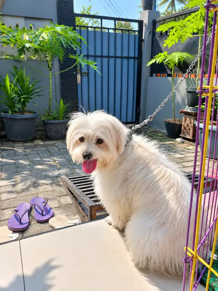 Anjing maltese mix