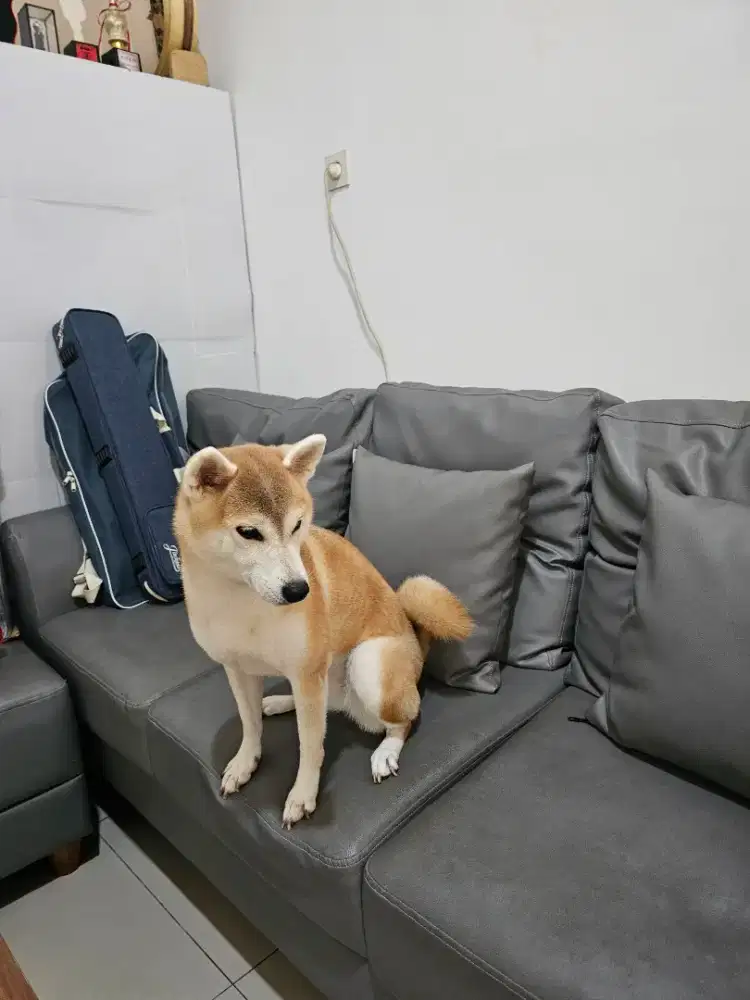 Shiba inu betina dewasa
