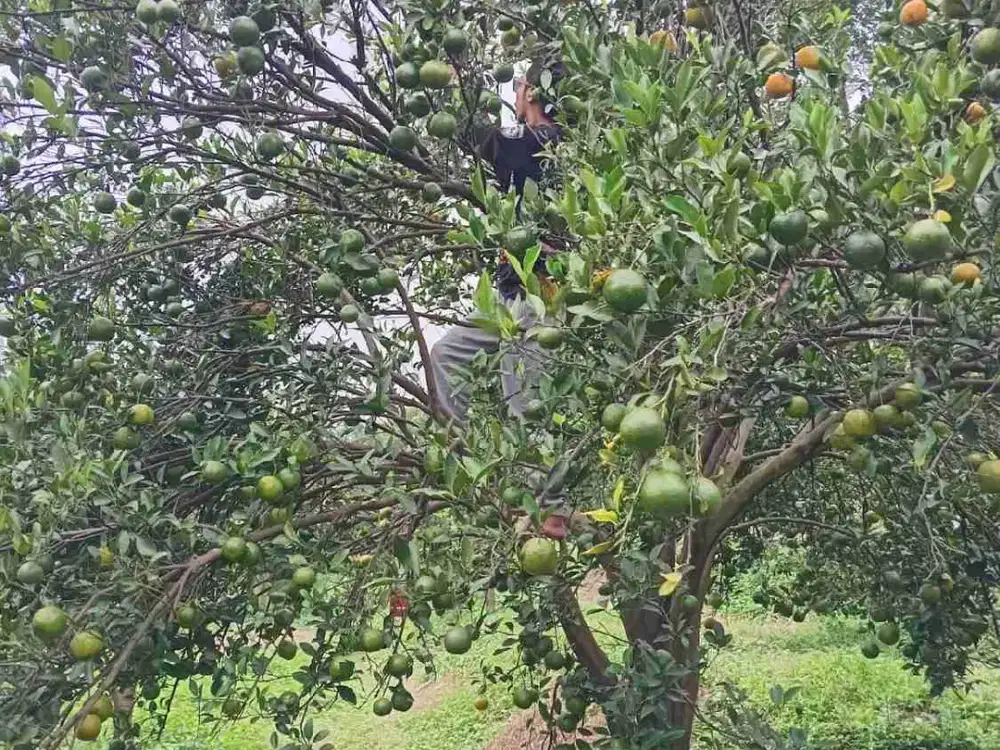 Kebun jeruk produktif