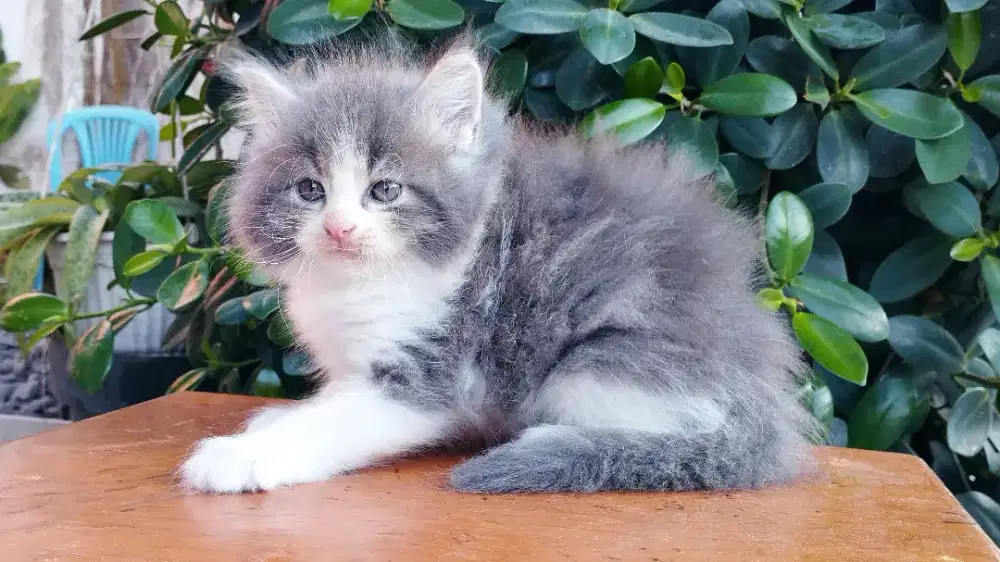 Kucing persia kitten