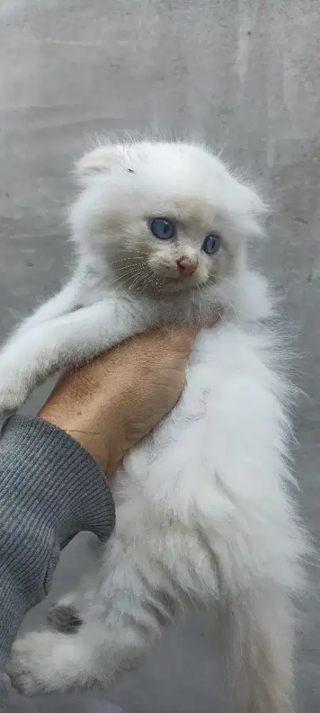Scottish fold putih blue eyes