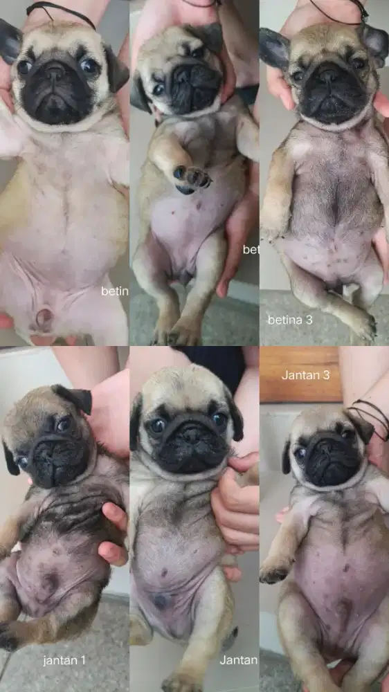 ANJING PUG DAN POODLE