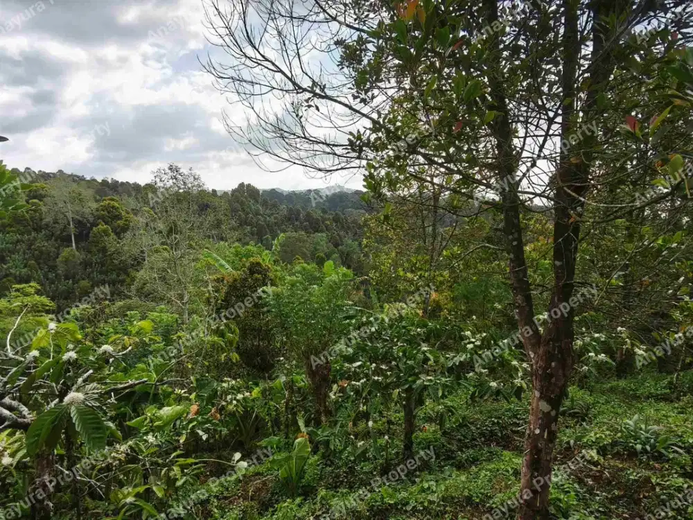 Tanah Wanagiri Bedugul, Dekat Munduk