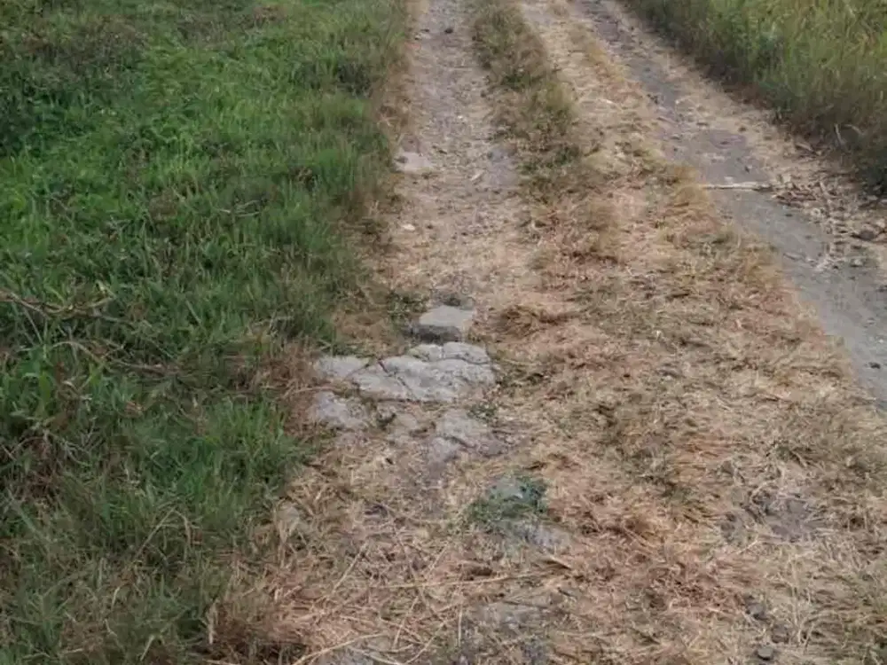 Dijual Tanah Sawah Murah di Balangan Minggir Sleman