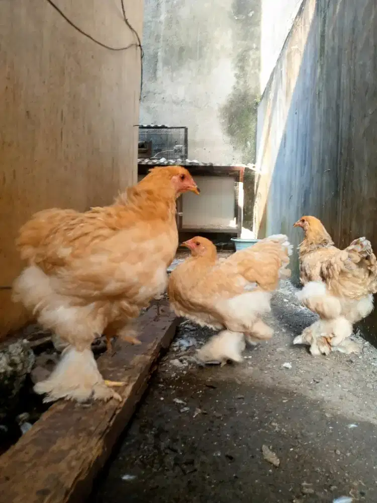 Ayam Brahma Murni