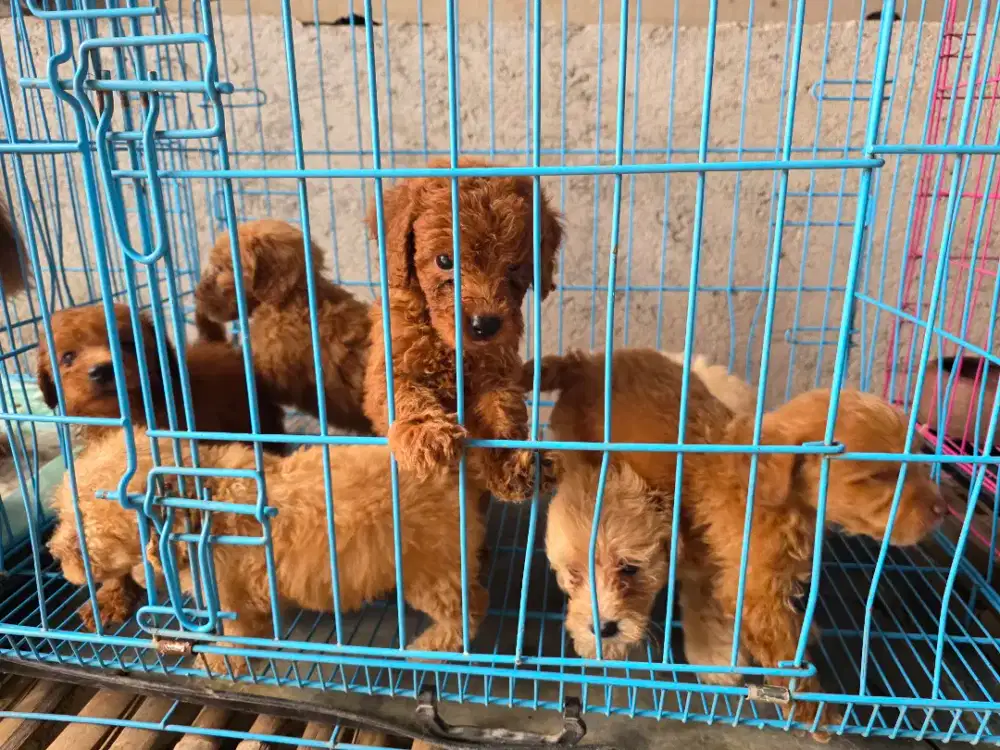 Jual anjing mix
