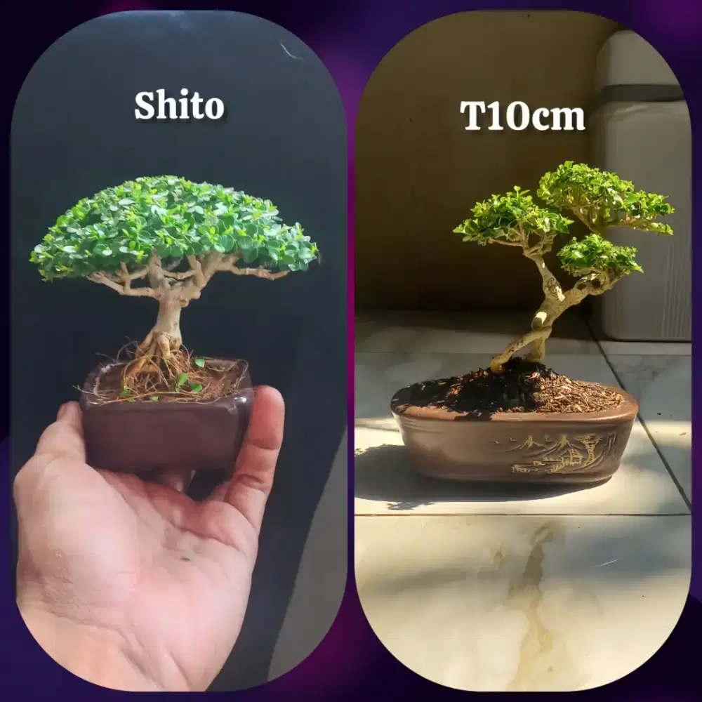 2 Bonsai Sancang
