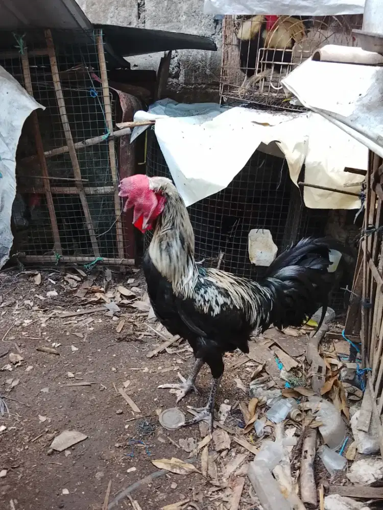Pelung muda jalak