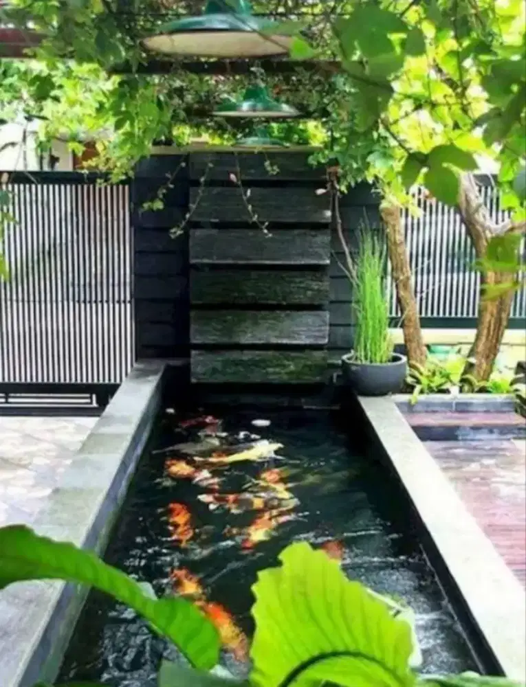 Tukang kolam ikan koi