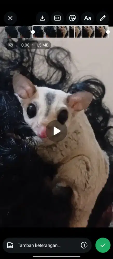 Sugar glider grey
