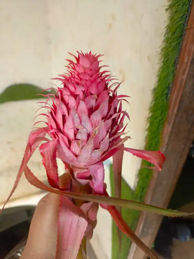 Nanas muda merah buaya